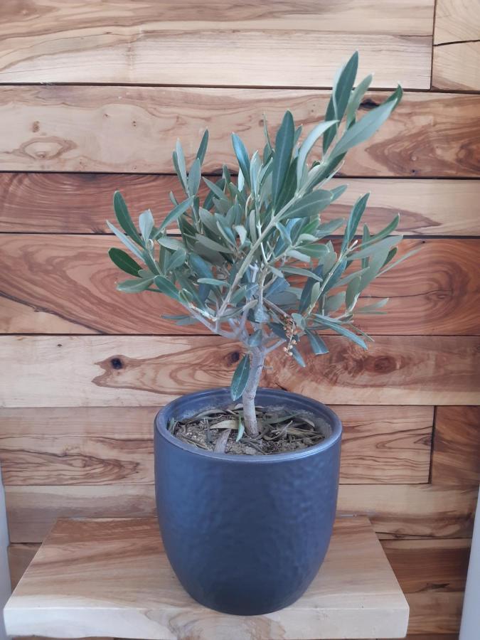 Апартаменти Little Olive Tree House Сали Екстер'єр фото